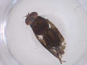  ( - CBG-B23832-B07)  @11 [ ] CreativeCommons - Attribution Share - Alike (2025) Centre for Biodiversity Genomics Centre for Biodiversity Genomics