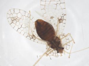  ( - CBG-B23852-F12)  @11 [ ] CreativeCommons - Attribution Share - Alike (2025) Centre for Biodiversity Genomics Centre for Biodiversity Genomics