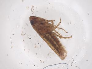  ( - CBG-B23853-E04)  @11 [ ] CreativeCommons - Attribution Share - Alike (2025) Centre for Biodiversity Genomics Centre for Biodiversity Genomics