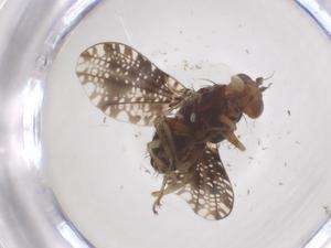  (Homoneura picta - CBG-B23854-G02)  @11 [ ] CreativeCommons - Attribution Share - Alike (2025) Centre for Biodiversity Genomics Centre for Biodiversity Genomics