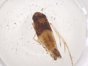  (Scaphoideus varna - CBG-B23867-B01)  @11 [ ] CreativeCommons - Attribution Share - Alike (2025) Centre for Biodiversity Genomics Centre for Biodiversity Genomics