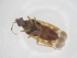  (Termatophylini - CBG-B23880-F06)  @11 [ ] CreativeCommons - Attribution Share - Alike (2025) Centre for Biodiversity Genomics Centre for Biodiversity Genomics