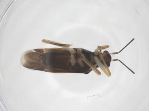  (Harpedona - CBG-B23880-H06)  @11 [ ] CreativeCommons - Attribution Share - Alike (2025) Centre for Biodiversity Genomics Centre for Biodiversity Genomics