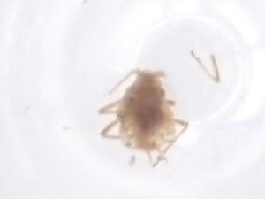  ( - CBG-B23891-H11)  @11 [ ] CreativeCommons - Attribution Share - Alike (2025) Centre for Biodiversity Genomics Centre for Biodiversity Genomics