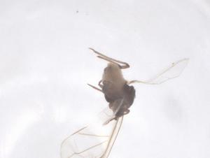  (Kaltenbachiella - CBG-B23894-A08)  @11 [ ] CreativeCommons - Attribution Share - Alike (2025) Centre for Biodiversity Genomics Centre for Biodiversity Genomics