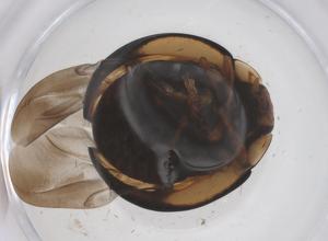  (Oenopia sexareata - CBG-B23903-C03)  @11 [ ] CreativeCommons - Attribution Share - Alike (2025) Centre for Biodiversity Genomics Centre for Biodiversity Genomics