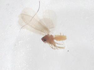  ( - CBG-B23911-F03)  @11 [ ] CreativeCommons - Attribution Share - Alike (2025) Centre for Biodiversity Genomics Centre for Biodiversity Genomics