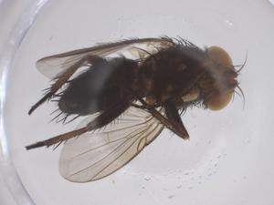  ( - CBG-B23912-C11)  @11 [ ] CreativeCommons - Attribution Share - Alike (2025) Centre for Biodiversity Genomics Centre for Biodiversity Genomics