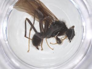  ( - CBG-B23919-F12)  @11 [ ] CreativeCommons - Attribution Share - Alike (2025) Centre for Biodiversity Genomics Centre for Biodiversity Genomics