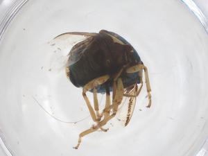  ( - CBG-B23919-H02)  @11 [ ] CreativeCommons - Attribution Share - Alike (2025) Centre for Biodiversity Genomics Centre for Biodiversity Genomics