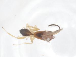  ( - CBG-B23920-H08)  @11 [ ] CreativeCommons - Attribution Share - Alike (2025) Centre for Biodiversity Genomics Centre for Biodiversity Genomics