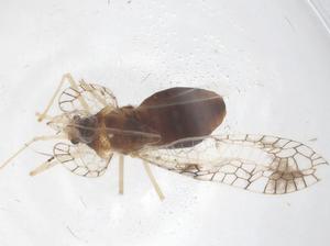  ( - CBG-B23930-A09)  @11 [ ] CreativeCommons - Attribution Share - Alike (2025) Centre for Biodiversity Genomics Centre for Biodiversity Genomics