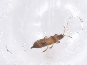  ( - CBG-B23932-E10)  @11 [ ] CreativeCommons - Attribution Share - Alike (2025) Centre for Biodiversity Genomics Centre for Biodiversity Genomics