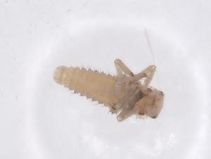  ( - CBG-B23933-F02)  @11 [ ] CreativeCommons - Attribution Share - Alike (2025) Centre for Biodiversity Genomics Centre for Biodiversity Genomics