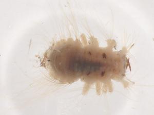  ( - CBG-B23935-B02)  @11 [ ] CreativeCommons - Attribution Share - Alike (2025) Centre for Biodiversity Genomics Centre for Biodiversity Genomics