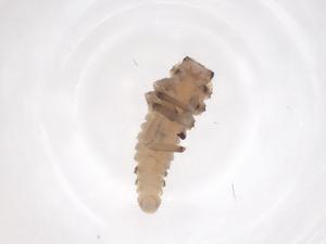  ( - CBG-B23935-C12)  @11 [ ] CreativeCommons - Attribution Share - Alike (2025) Centre for Biodiversity Genomics Centre for Biodiversity Genomics