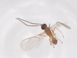  ( - CBG-B23935-E08)  @11 [ ] CreativeCommons - Attribution Share - Alike (2025) Centre for Biodiversity Genomics Centre for Biodiversity Genomics