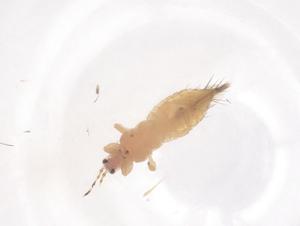  ( - CBG-B23935-H05)  @11 [ ] CreativeCommons - Attribution Share - Alike (2025) Centre for Biodiversity Genomics Centre for Biodiversity Genomics