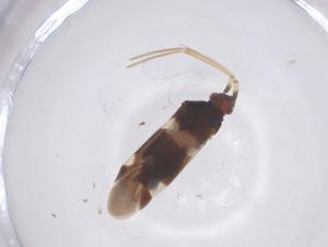  ( - CBG-B23948-F06)  @11 [ ] CreativeCommons - Attribution Share - Alike (2025) Centre for Biodiversity Genomics Centre for Biodiversity Genomics