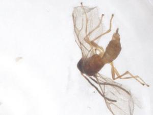  ( - CBG-B23957-A08)  @11 [ ] CreativeCommons - Attribution Share - Alike (2025) Centre for Biodiversity Genomics Centre for Biodiversity Genomics