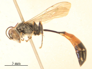  ( - CBG-B23993-G04)  @11 [ ] CreativeCommons - Attribution Share - Alike (2025) CBG Photography Group Centre for Biodiversity Genomics