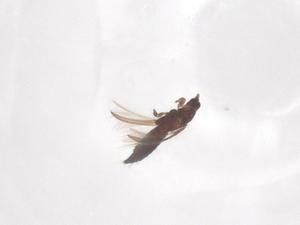  ( - CBG-B24184-H11)  @11 [ ] CreativeCommons - Attribution Share - Alike (2025) Centre for Biodiversity Genomics Centre for Biodiversity Genomics