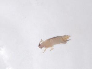  ( - CBG-B24185-A02)  @11 [ ] CreativeCommons - Attribution Share - Alike (2025) Centre for Biodiversity Genomics Centre for Biodiversity Genomics