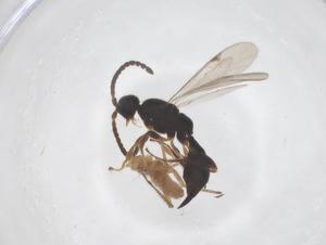  ( - CBG-B24188-F07)  @11 [ ] CreativeCommons - Attribution Share - Alike (2025) Centre for Biodiversity Genomics Centre for Biodiversity Genomics