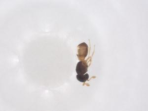  (Idris hirsutus - CBG-B24240-B05)  @11 [ ] CreativeCommons - Attribution Share - Alike (2025) Centre for Biodiversity Genomics Centre for Biodiversity Genomics