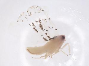  (Limassolla lingchuanensis - CBG-B24243-G07)  @11 [ ] CreativeCommons - Attribution Share - Alike (2025) Centre for Biodiversity Genomics Centre for Biodiversity Genomics