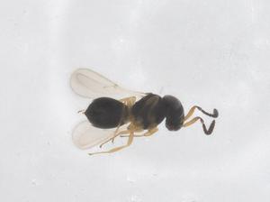  (Telenomus sechellensis - CBG-B24244-C09)  @11 [ ] CreativeCommons - Attribution Share - Alike (2025) Centre for Biodiversity Genomics Centre for Biodiversity Genomics