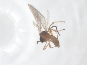  ( - CBG-B24257-A11)  @11 [ ] CreativeCommons - Attribution Share - Alike (2025) Centre for Biodiversity Genomics Centre for Biodiversity Genomics