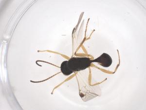  (Peristenus digoneutis - CBG-B24258-C01)  @11 [ ] CreativeCommons - Attribution Share - Alike (2025) Centre for Biodiversity Genomics Centre for Biodiversity Genomics