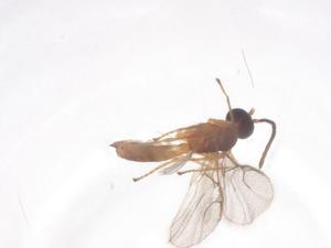  ( - CBG-B24261-D01)  @11 [ ] CreativeCommons - Attribution Share - Alike (2025) Centre for Biodiversity Genomics Centre for Biodiversity Genomics