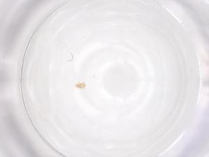  ( - CBG-B24261-H08)  @11 [ ] CreativeCommons - Attribution Share - Alike (2025) Centre for Biodiversity Genomics Centre for Biodiversity Genomics