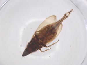  ( - CBG-B24262-E07)  @11 [ ] CreativeCommons - Attribution Share - Alike (2025) Centre for Biodiversity Genomics Centre for Biodiversity Genomics