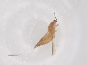  ( - CBG-B24264-B10)  @11 [ ] CreativeCommons - Attribution Share - Alike (2025) Centre for Biodiversity Genomics Centre for Biodiversity Genomics