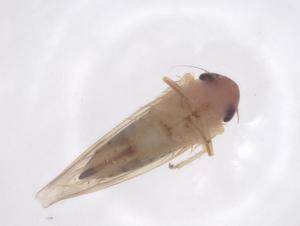  ( - CBG-B24265-G11)  @11 [ ] CreativeCommons - Attribution Share - Alike (2025) Centre for Biodiversity Genomics Centre for Biodiversity Genomics