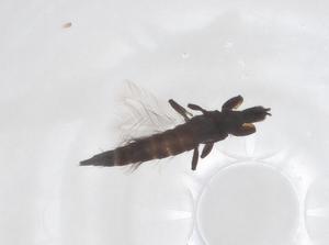  ( - CBG-B24266-E04)  @11 [ ] CreativeCommons - Attribution Share - Alike (2025) Centre for Biodiversity Genomics Centre for Biodiversity Genomics