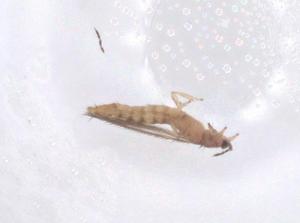  ( - CBG-B24269-D10)  @11 [ ] CreativeCommons - Attribution Share - Alike (2025) Centre for Biodiversity Genomics Centre for Biodiversity Genomics