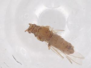  ( - CBG-B24271-D07)  @11 [ ] CreativeCommons - Attribution Share - Alike (2025) Centre for Biodiversity Genomics Centre for Biodiversity Genomics