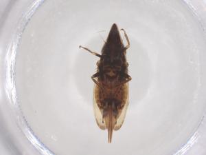  (Stirellus capitatus - CBG-B24271-D10)  @11 [ ] CreativeCommons - Attribution Share - Alike (2025) Centre for Biodiversity Genomics Centre for Biodiversity Genomics