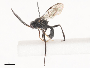  (Rothneyia - CBG-A40229-C08)  @11 [ ] CreativeCommons - Attribution Share - Alike (2024) CBG Photography Group Centre for Biodiversity Genomics