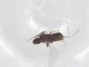  (Eupristina verticillata - CBG-B12015-C07)  @11 [ ] CreativeCommons - Attribution Share - Alike (2025) Centre for Biodiversity Genomics Centre for Biodiversity Genomics