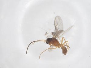  ( - CBG-B12015-F11)  @11 [ ] CreativeCommons - Attribution Share - Alike (2025) Centre for Biodiversity Genomics Centre for Biodiversity Genomics