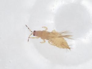  ( - CBG-B15463-D11)  @11 [ ] CreativeCommons - Attribution Share - Alike (2025) Centre for Biodiversity Genomics Centre for Biodiversity Genomics