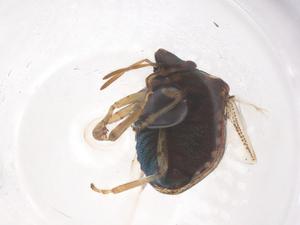  ( - CBG-B15466-B01)  @11 [ ] CreativeCommons - Attribution Share - Alike (2025) Centre for Biodiversity Genomics Centre for Biodiversity Genomics