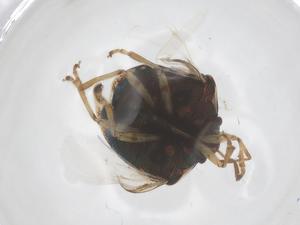  ( - CBG-B15508-D02)  @11 [ ] CreativeCommons - Attribution Share - Alike (2025) Centre for Biodiversity Genomics Centre for Biodiversity Genomics