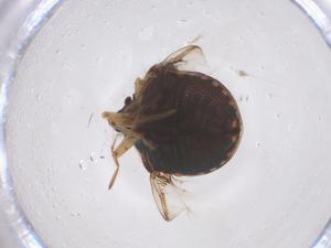  ( - CBG-B15509-F05)  @11 [ ] CreativeCommons - Attribution Share - Alike (2025) Centre for Biodiversity Genomics Centre for Biodiversity Genomics