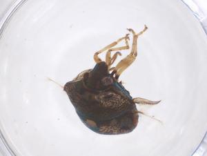  ( - CBG-B15509-H11)  @11 [ ] CreativeCommons - Attribution Share - Alike (2025) Centre for Biodiversity Genomics Centre for Biodiversity Genomics